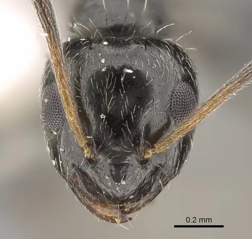 Lepisiota canescens specimen 14D709D-1 image 14d709d-1_2