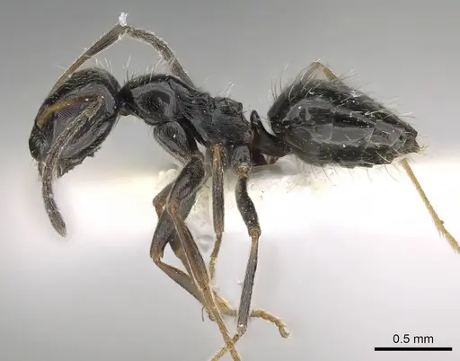 Lepisiota canescens specimen 14D709D-1 image 14d709d-1_3