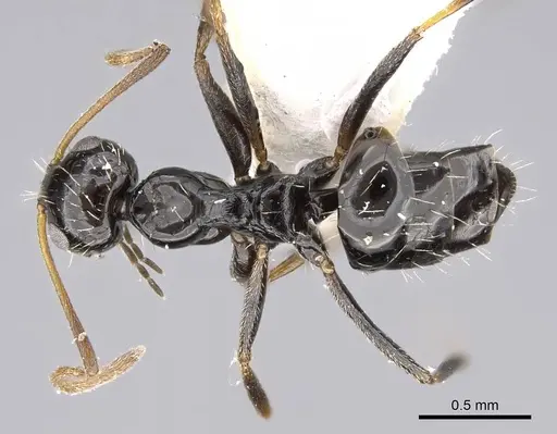Lepisiota canescens specimen 14D826C image 14d826c_1