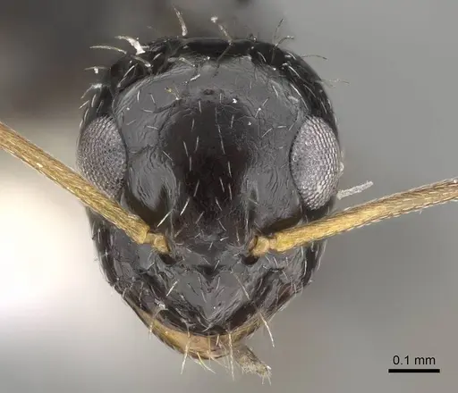 Lepisiota canescens specimen 14D826C image 14d826c_2