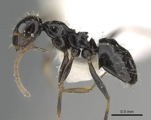 Lepisiota canescens specimen 14D826C image 14d826c_3
