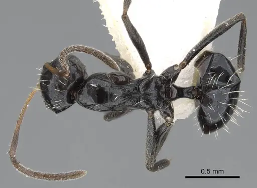 Lepisiota canescens specimen 14L327C image 14l327c_1