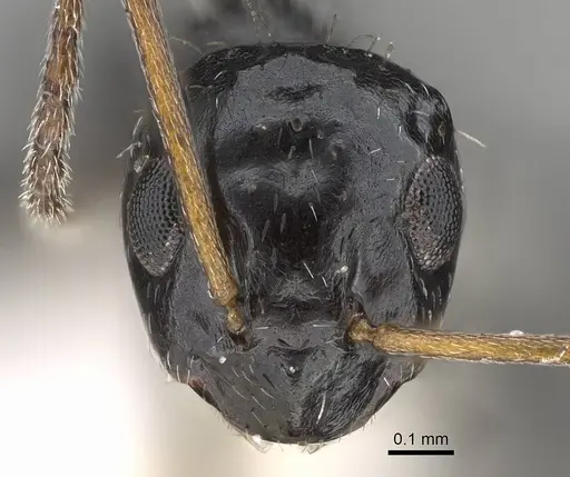 Lepisiota canescens specimen 14L327C image 14l327c_2