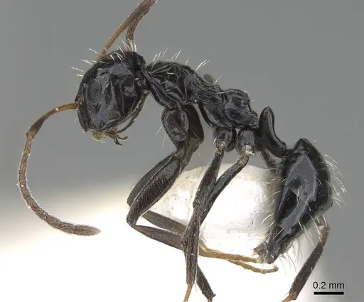 Lepisiota canescens specimen 14L327C image 14l327c_3