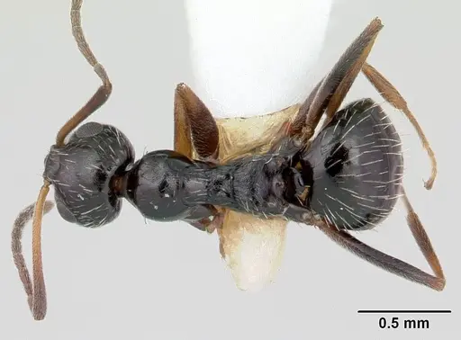 Lepisiota canescens specimen CASENT0178256 image casent0178256_1