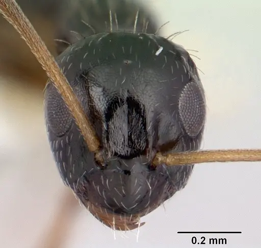 Lepisiota canescens specimen CASENT0178256 image casent0178256_2