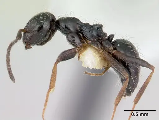 Lepisiota canescens specimen CASENT0178256 image casent0178256_3