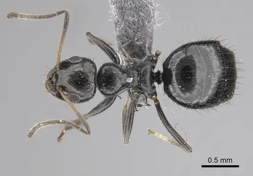 Lepisiota canescens specimen CASENT0249812 image casent0249812_1