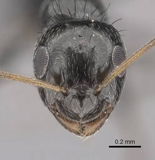 Lepisiota canescens specimen CASENT0249812 image casent0249812_2