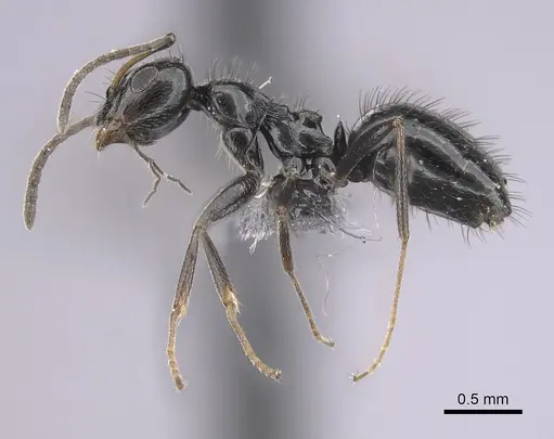 Lepisiota canescens specimen CASENT0249812 image casent0249812_3