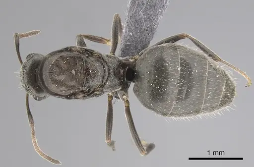 Lepisiota canescens specimen CASENT0249813 image casent0249813_1
