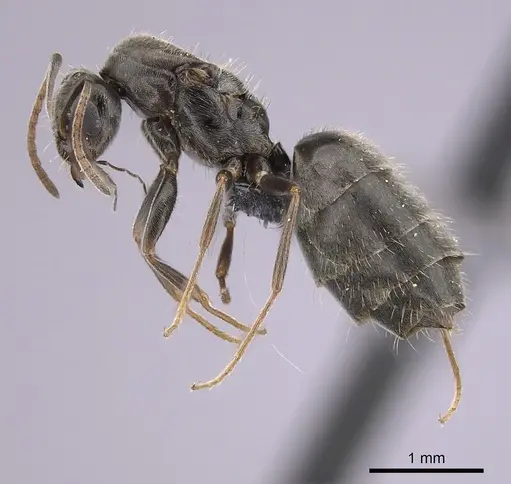 Lepisiota canescens specimen CASENT0249813 image casent0249813_3