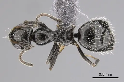 Lepisiota canescens specimen CASENT0264000 image casent0264000_1