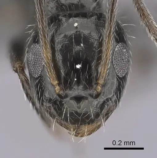 Lepisiota canescens specimen CASENT0264000 image casent0264000_2