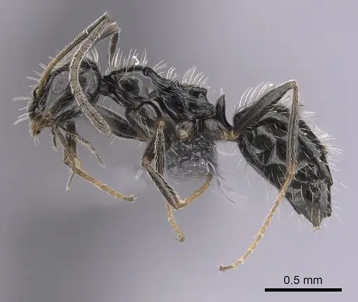 Lepisiota canescens specimen CASENT0264000 image casent0264000_3