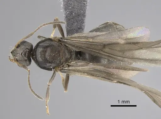 Lepisiota canescens specimen CASENT0264378 image casent0264378_1