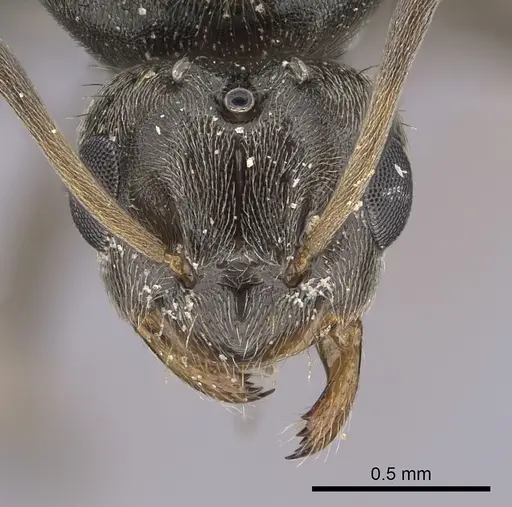 Lepisiota canescens specimen CASENT0264378 image casent0264378_2