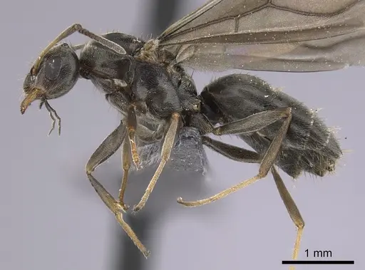 Lepisiota canescens specimen CASENT0264378 image casent0264378_3