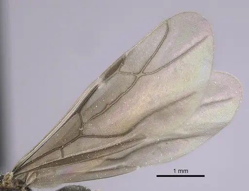 Lepisiota canescens specimen CASENT0264378 image casent0264378_4