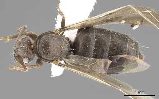 Lepisiota canescens specimen CASENT0906459 image casent0906459_1