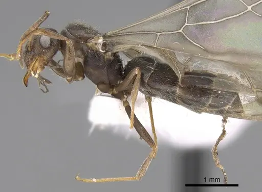 Lepisiota canescens specimen CASENT0906459 image casent0906459_3