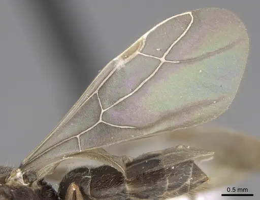 Lepisiota canescens specimen CASENT0906459 image casent0906459_4