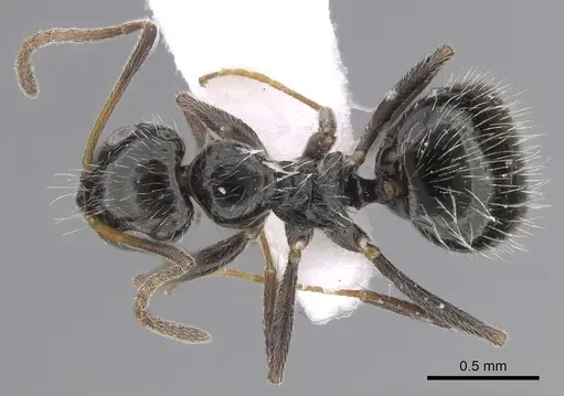 Lepisiota canescens specimen CASENT0906460 image casent0906460_1