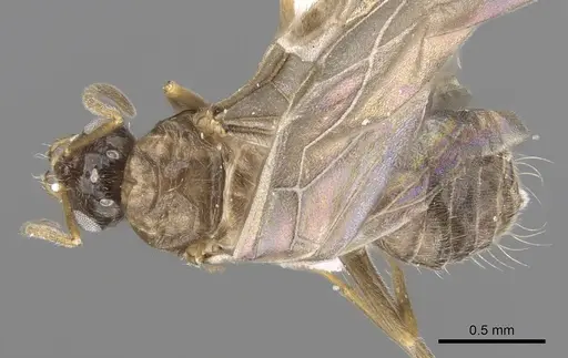 Lepisiota canescens specimen CASENT0906461 image casent0906461_1