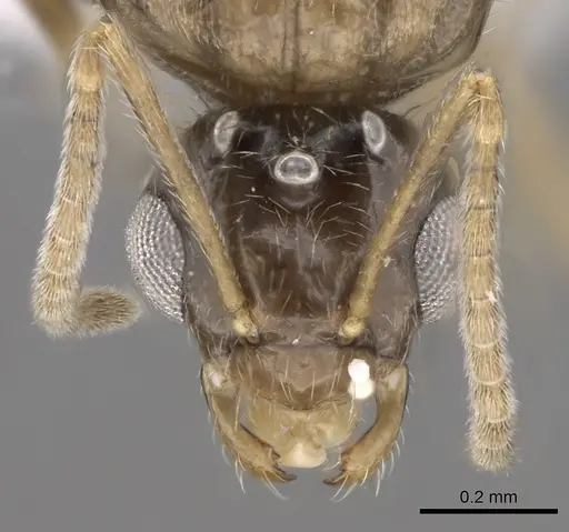 Lepisiota canescens specimen CASENT0906461 image casent0906461_3