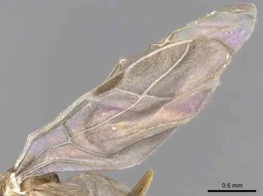Lepisiota canescens specimen CASENT0906461 image casent0906461_5