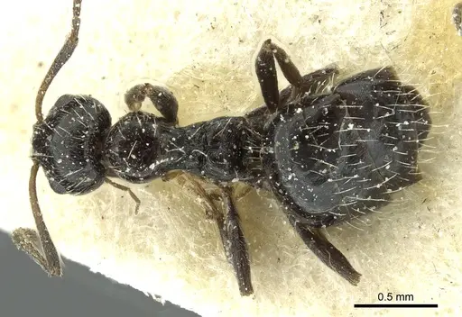 Lepisiota canescens specimen CASENT0912371 image casent0912371_1