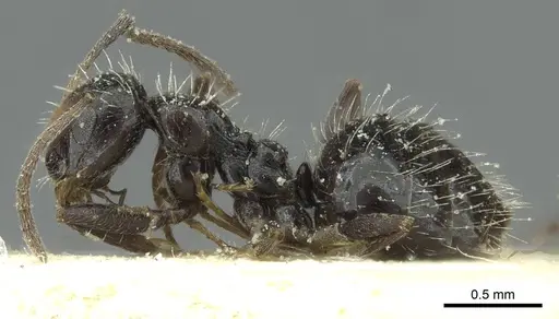 Lepisiota canescens specimen CASENT0912371 image casent0912371_3