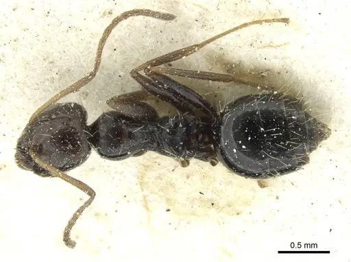 Lepisiota canescens specimen CASENT0912372 image casent0912372_1