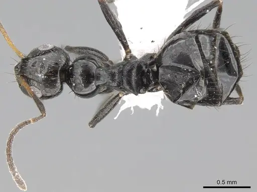 Lepisiota canescens specimen CASENT0919824 image casent0919824_1