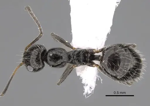 Lepisiota canescens specimen CASENT0922846 image casent0922846_1