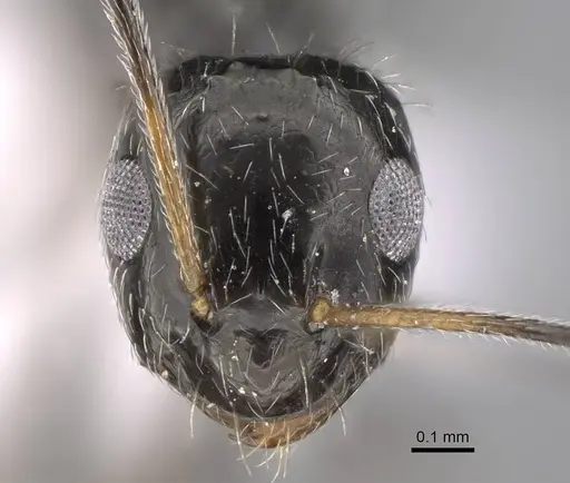 Lepisiota canescens specimen CASENT0922846 image casent0922846_2
