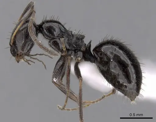 Lepisiota capensis specimen CASENT0100958 image casent0100958_3