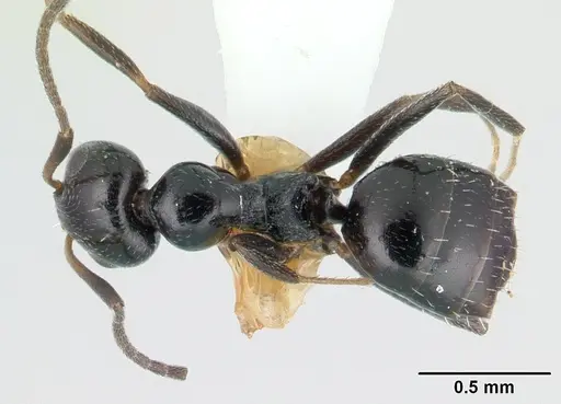 Lepisiota capensis specimen CASENT0178255 image casent0178255_1