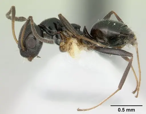 Lepisiota capensis specimen CASENT0178255 image casent0178255_3