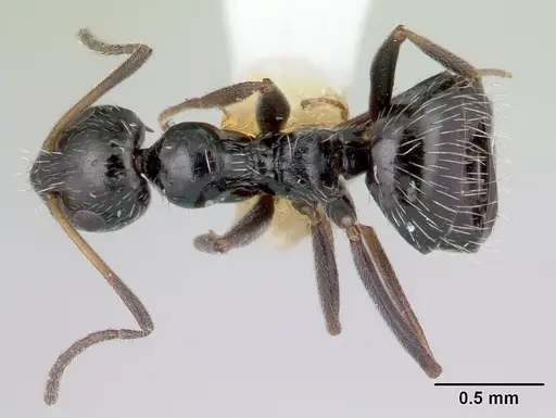 Lepisiota capensis specimen CASENT0178257 image casent0178257_1