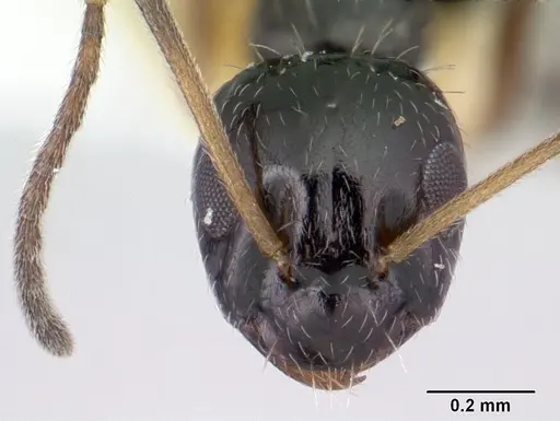 Lepisiota capensis specimen CASENT0178257 image casent0178257_2