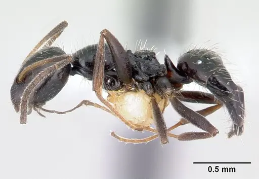 Lepisiota capensis specimen CASENT0178257 image casent0178257_3