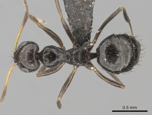 Lepisiota capensis specimen CASENT0235893 image casent0235893_1