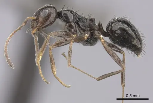 Lepisiota capensis specimen CASENT0235893 image casent0235893_3