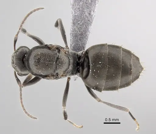 Lepisiota capensis specimen CASENT0249819 image casent0249819_1