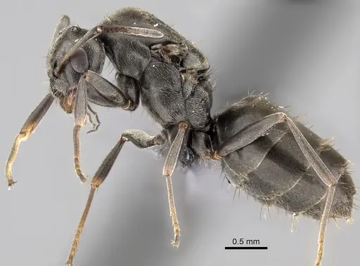 Lepisiota capensis specimen CASENT0249819 image casent0249819_3
