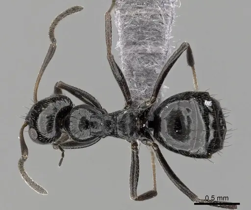 Lepisiota capensis specimen CASENT0264032 image casent0264032_1