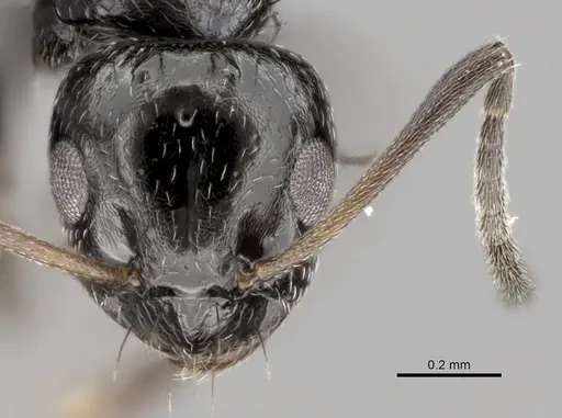 Lepisiota capensis specimen CASENT0264032 image casent0264032_2