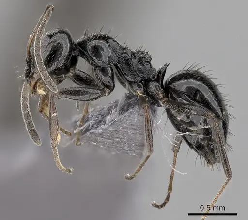 Lepisiota capensis specimen CASENT0264032 image casent0264032_3