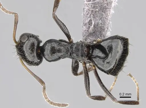Lepisiota capensis specimen CASENT0264034 image casent0264034_1